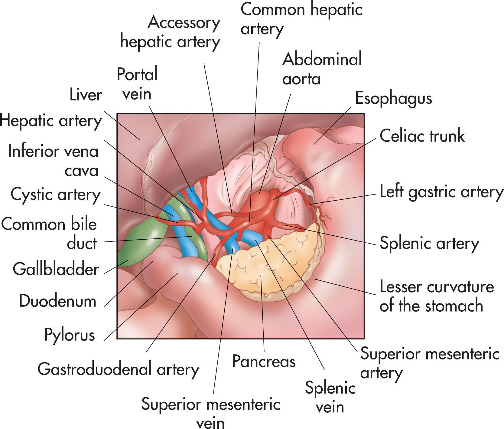 Fig. 14.4, Upper abdominal dissection, with part of the left lobe of the liver and the lesser omentum removed to show the celiac trunk, portal vein, bile duct, and related structures.