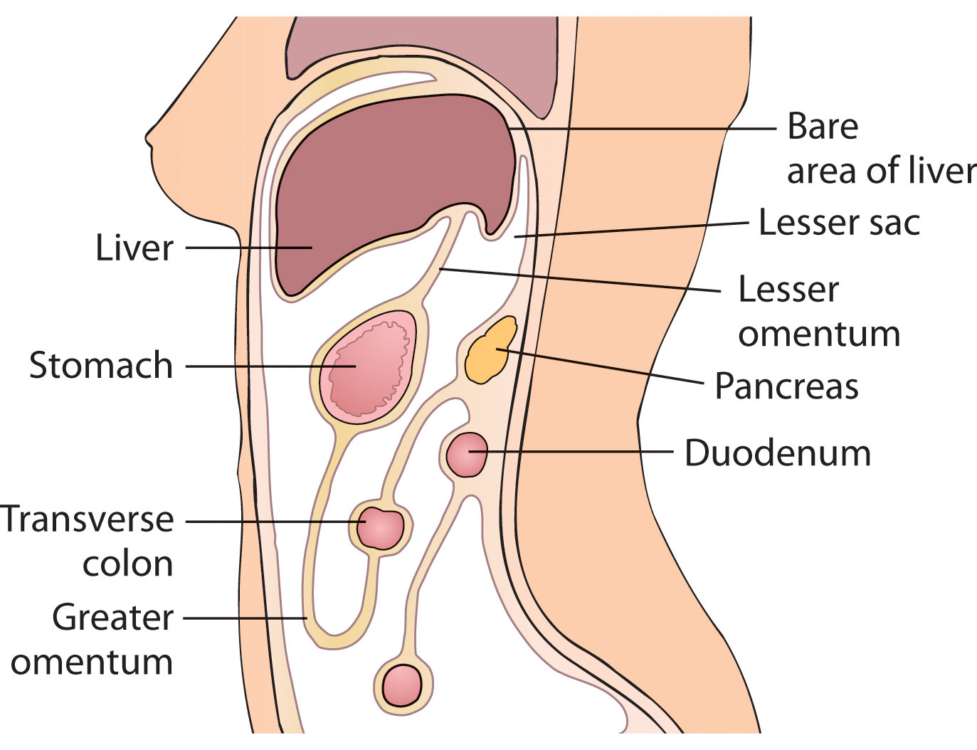 Fig. 14.6, The lesser omentum is a double layer of peritoneum, extending from the liver to the lesser curvature of the stomach; this structure acts as a sling for the stomach, suspending it from the liver.