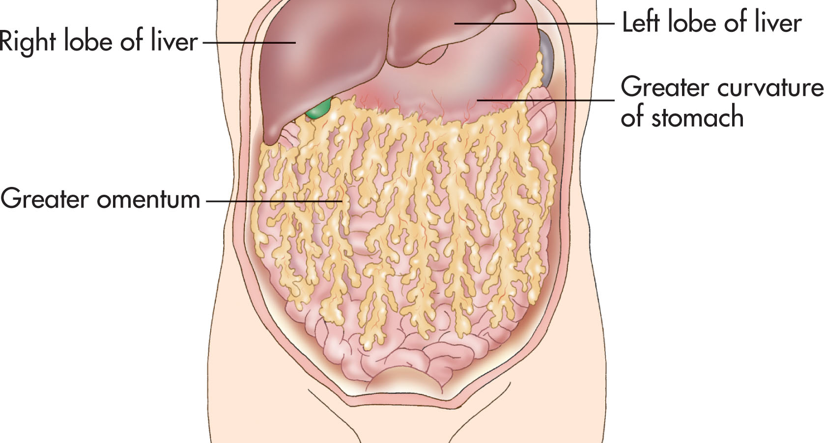 Fig. 14.7, The greater omentum is an apron-like fold of peritoneum that hangs from the greater curvature of the stomach.