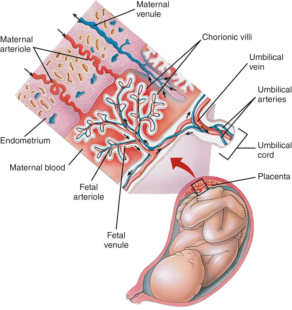 Fig. 11.1, Structure and design of the human placenta, highlighting the fetal and maternal vascular relationships.