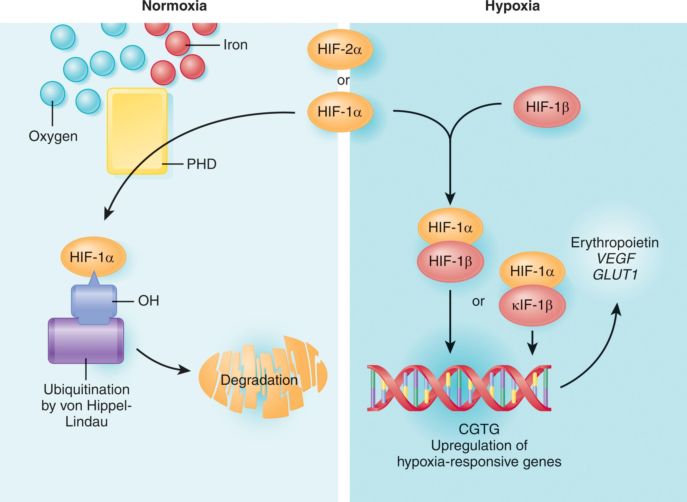 Figure 70.1, SCHEMATIC REPRESENTATION OF THE RELATIONSHIP BETWEEN HYPOXIA SENSING AND ERYTHROPOIETIN PRODUCTION.