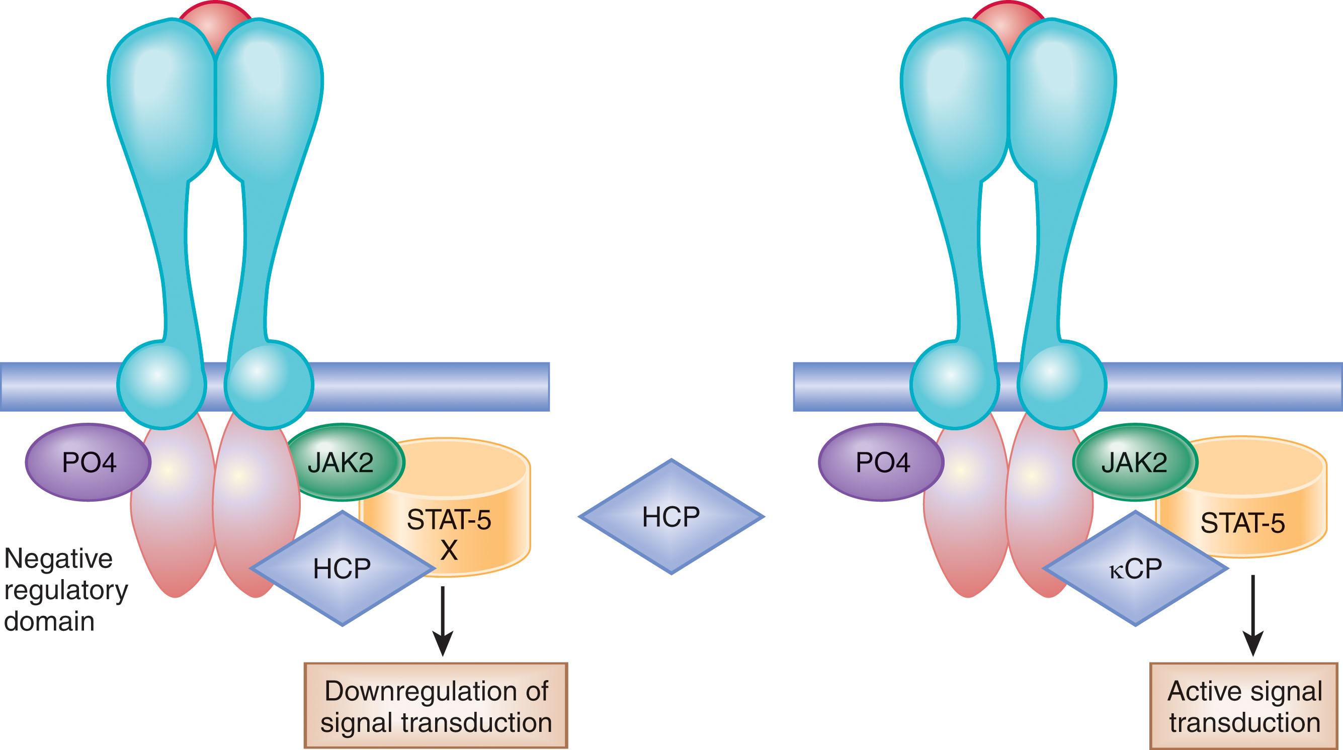 Figure 70.2, SCHEMATIC REPRESENTATION OF THE ERYTHROPOIETIN RECEPTOR AND THE DEFECT IN THE RECEPTOR UNDERLYING PRIMARY FAMILIAL AND CONGENITAL POLYCYTHEMIA.