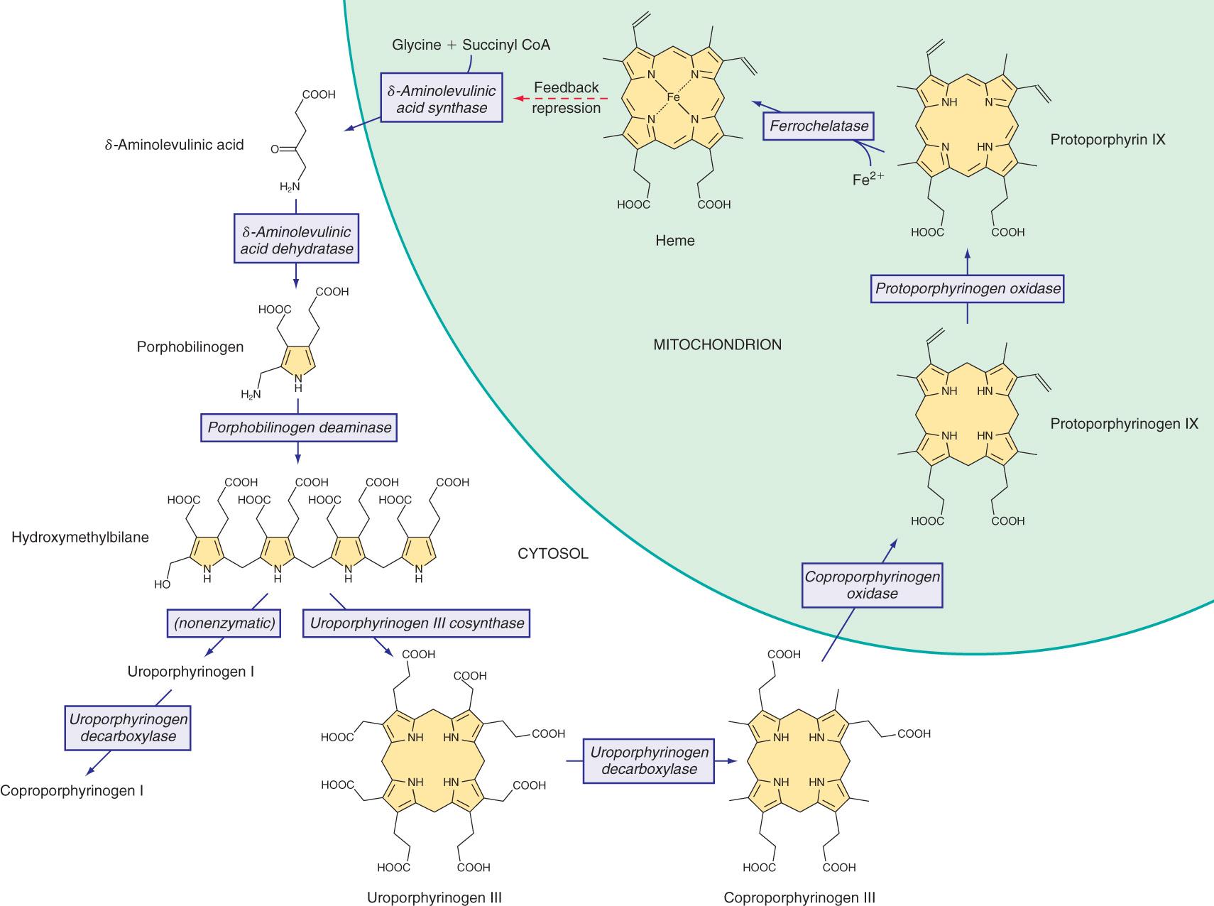 Fig. 110.1, Enzymes and intermediates of the heme biosynthetic pathway.