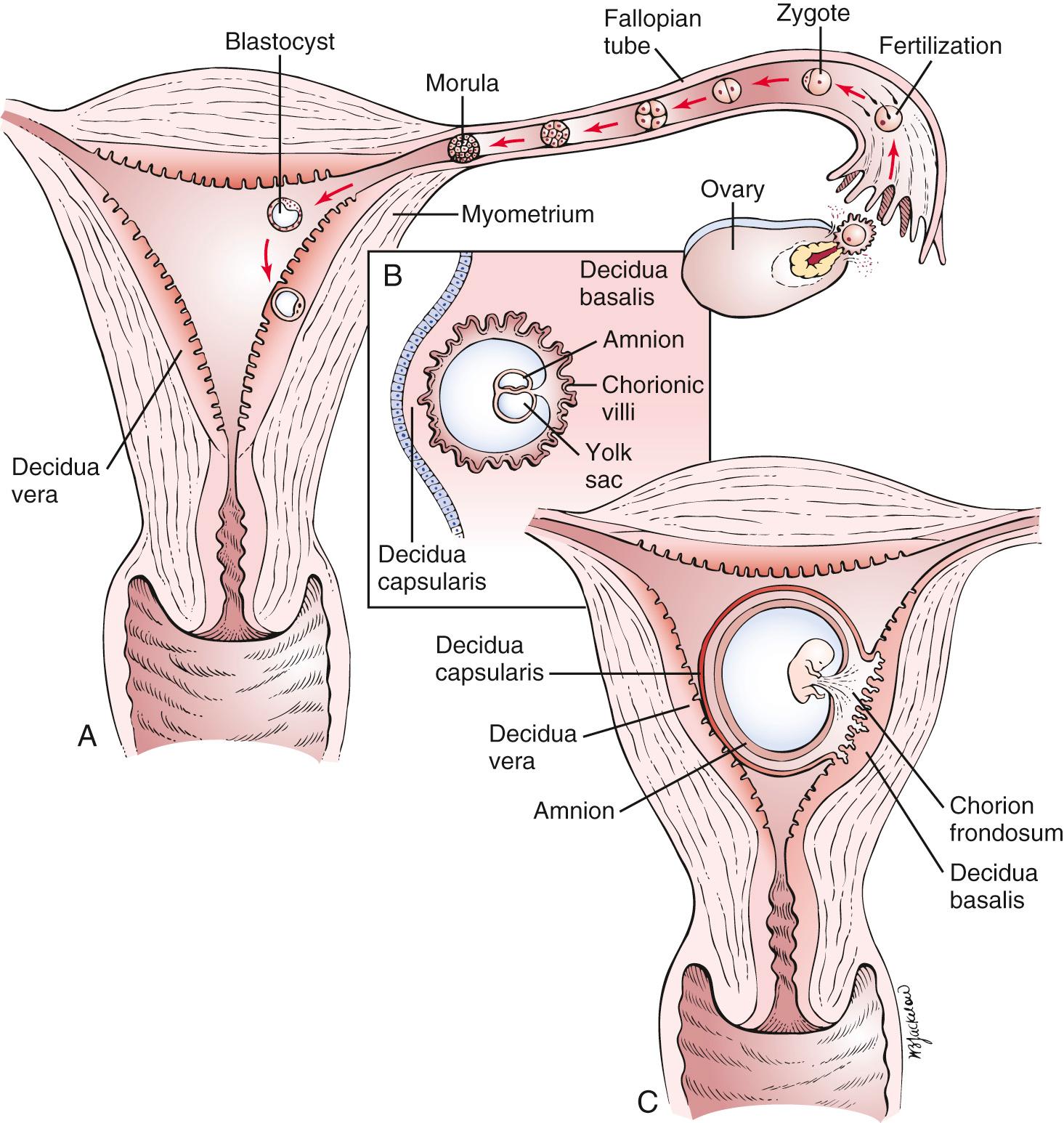 Fig. 23.1, (A) Fertilization and implantation. (B and C) Cross-sectional view through the uterus of a pregnant woman at approximately 8 days and 20 days, respectively.