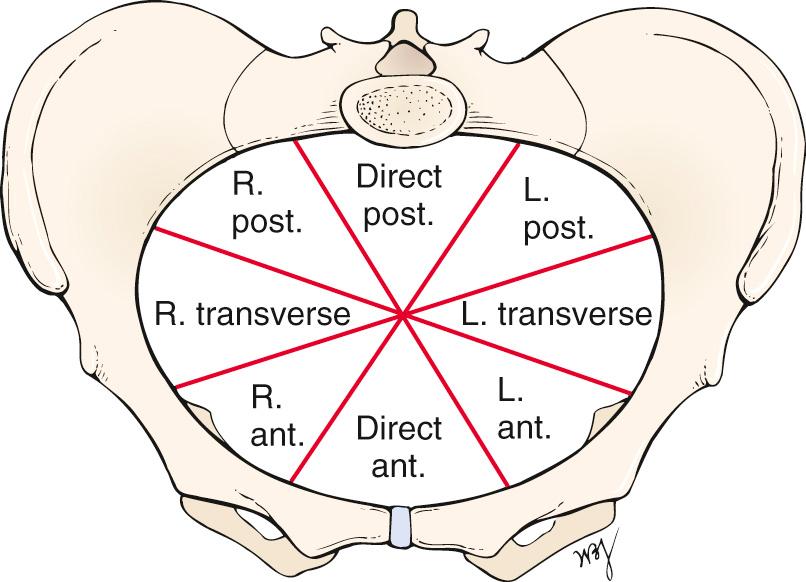 Fig. 23.3, Divisions of maternal pelvis as seen from above. ant., Anterior; L., left; post., posterior; R., right.