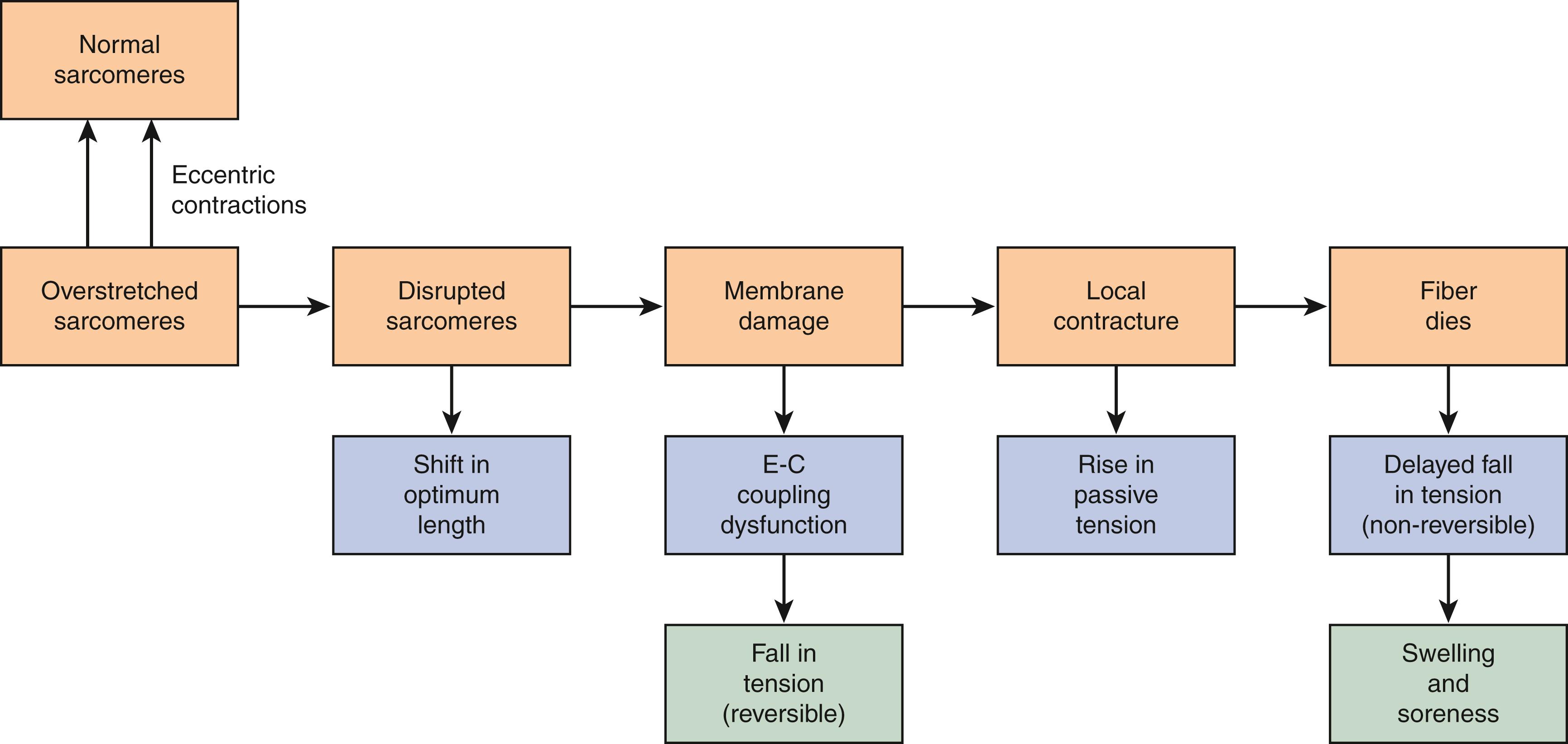 Fig. 6.2, Cellular Process of Sarcomere Damage due to Eccentric Muscle Contractions, Which Leads onto Contracture Formation.