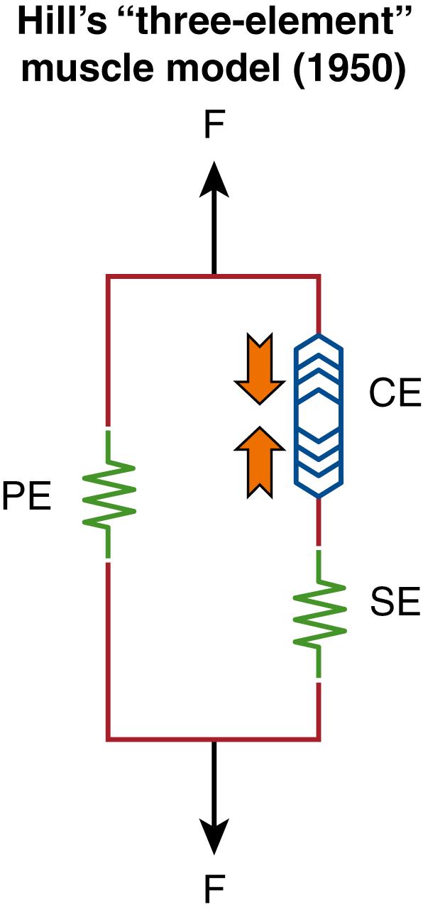 Fig. 6.5, Hill’s “Three-Element” Muscle Model Pertaining to a Muscle Fiber in the Physiological State.