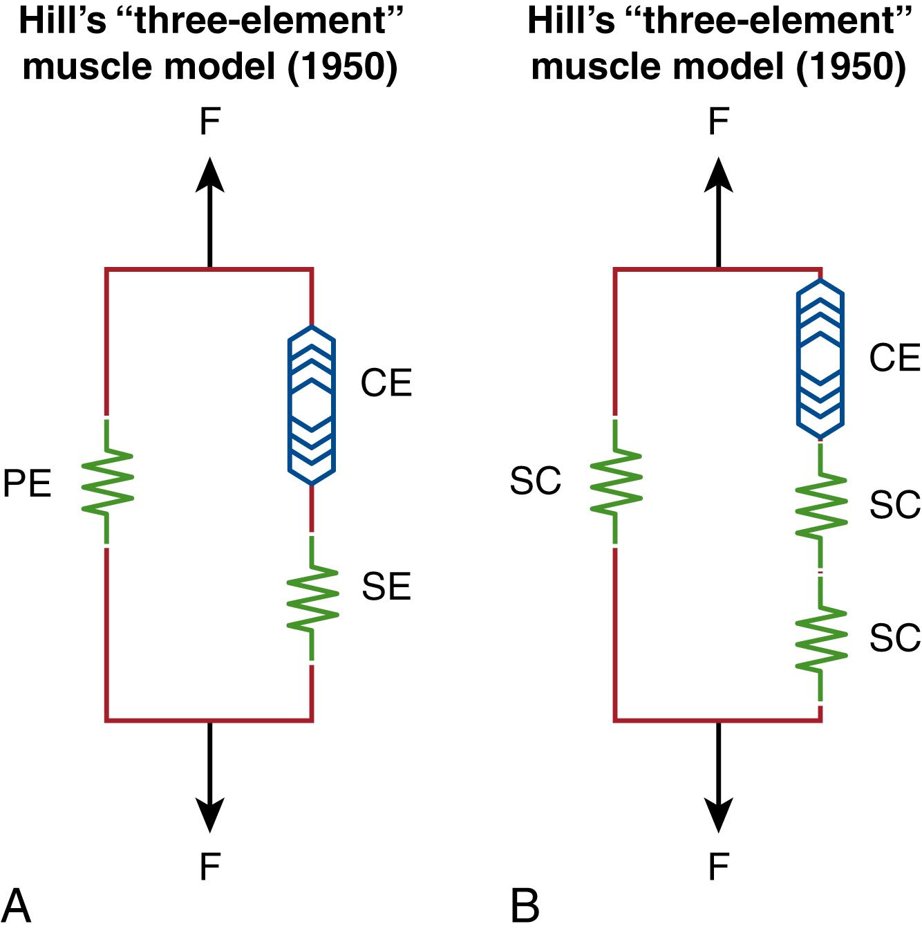 Fig. 6.6, (A, B) The combination of facial therapy and targeted low-dose BTX injections in EGGS II, which can reverse some of the effects of contractile element/muscle (CE) thixotrophy. BTX, Botulinum toxin; EGGS, East Grinstead Grade of Stiffness; PE, parallel elastic element; SC, scar/contracture; SE, series elastic element.