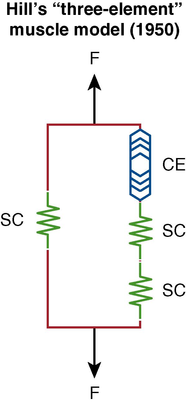 Fig. 6.7, Extensive fibrosis within Hill’s “three-element” muscle model, manifesting as contractures. CE, Contractile element/muscle; SC, scar/contracture.