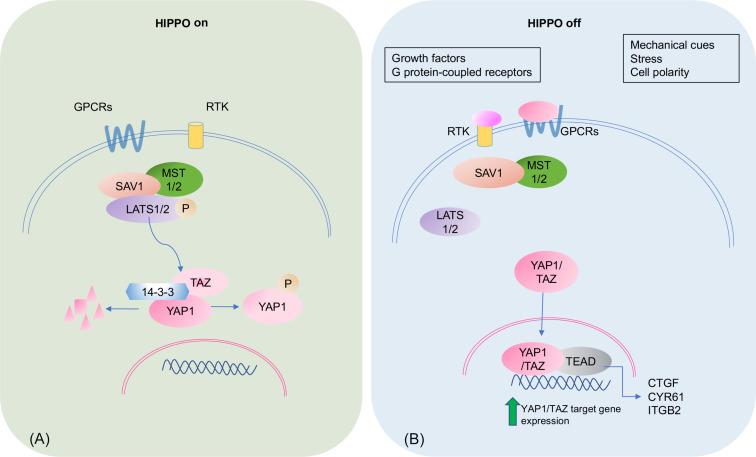 Fig. 5.1, Hippo signaling pathway. (A) When Hippo is activated, regulatory kinases MST1/2 and SAV1 phosphorylate and activate LATS1/2; subsequently, phosphorylating YAP1 and resulting in binding of 14-3-3 to TAZ leading to cytoplasmic sequestration and degradation. (B) Hippo signaling is inhibited under growth permissive conditions in the presence of growth factors, activation of GPCRs, mechanical cues, cell density, cellular stress, leading to decreased MST1/2 and SAV1 activity. This results in the stabilization and nuclear translocation of YAP1/TAZ, which binds to cotranscriptional factor TEAD and activate its target genes including CTGF, CYR61, and ITGB2. CTGF , connective tissue growth factor; CYR61 , cysteine rich angiogenic inducer 61; GPCRs , G-protein-coupled receptors; RTK , receptor tyrosine kinases; TGB2 , integrin subunit beta 2.