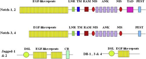 Figure 4.1, Structure of Notch Receptors (1–4) and Ligands (Jagged-1, 2, Dll-1, 3, Four).