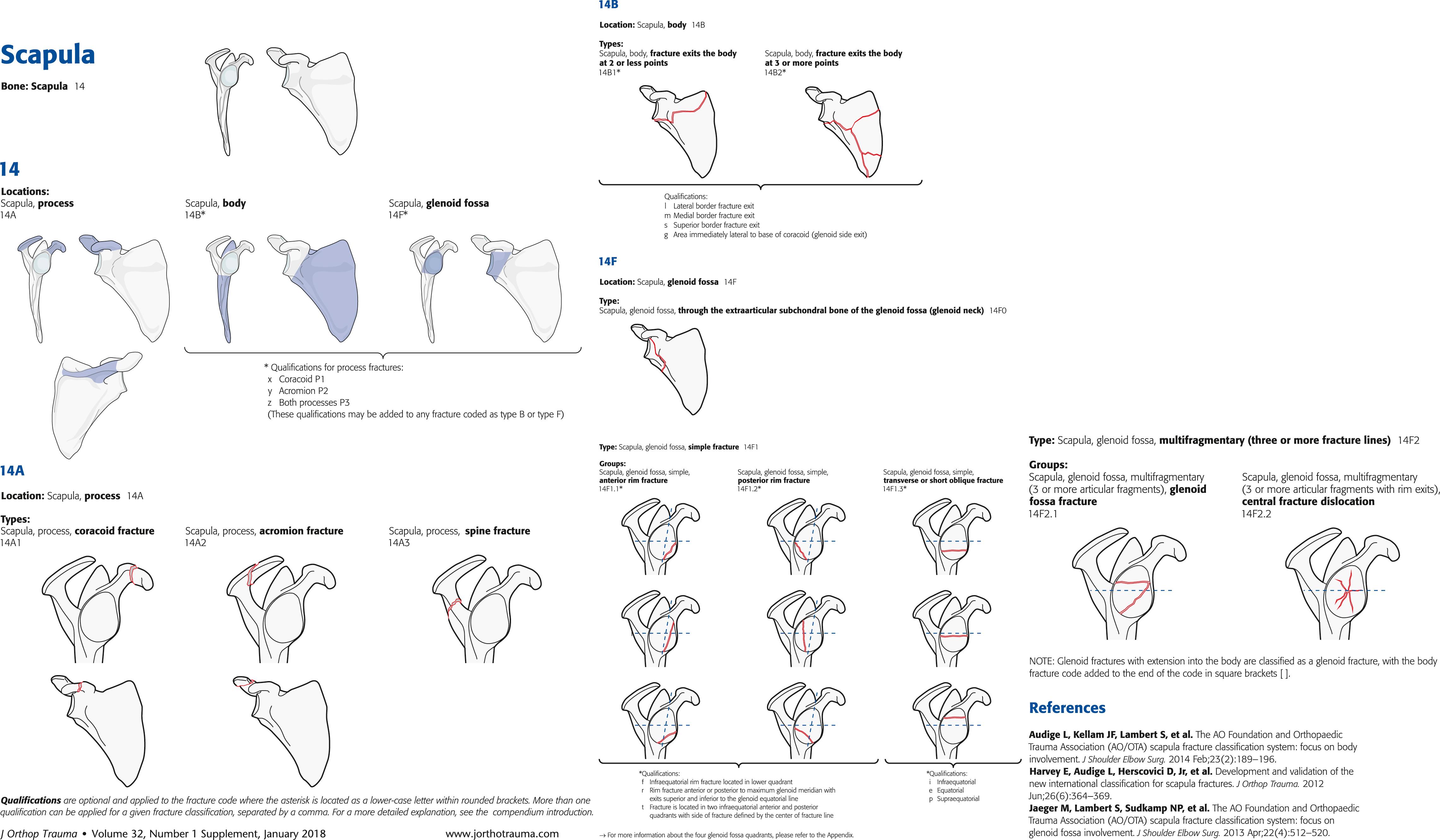 Fig. 15.10, The 2018 Arbeitsgemeinschaft fu¨r Osteosynthesefragen/Orthopaedic Trauma Association (AO/OTA or OTA/AO) Fracture and Dislocation Classification Compendium. This is the second and most recent revision of the compendium.