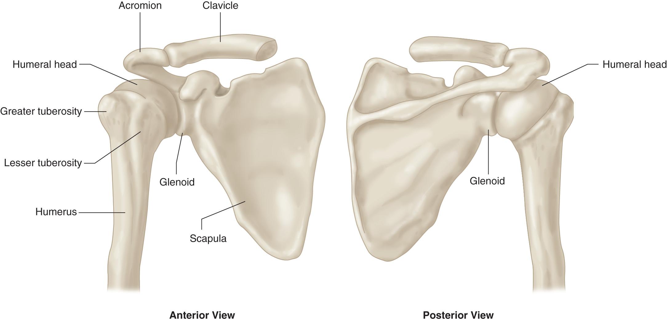 FIG. 24.1, Illustration of the Scapula and Osseous Landmarks.