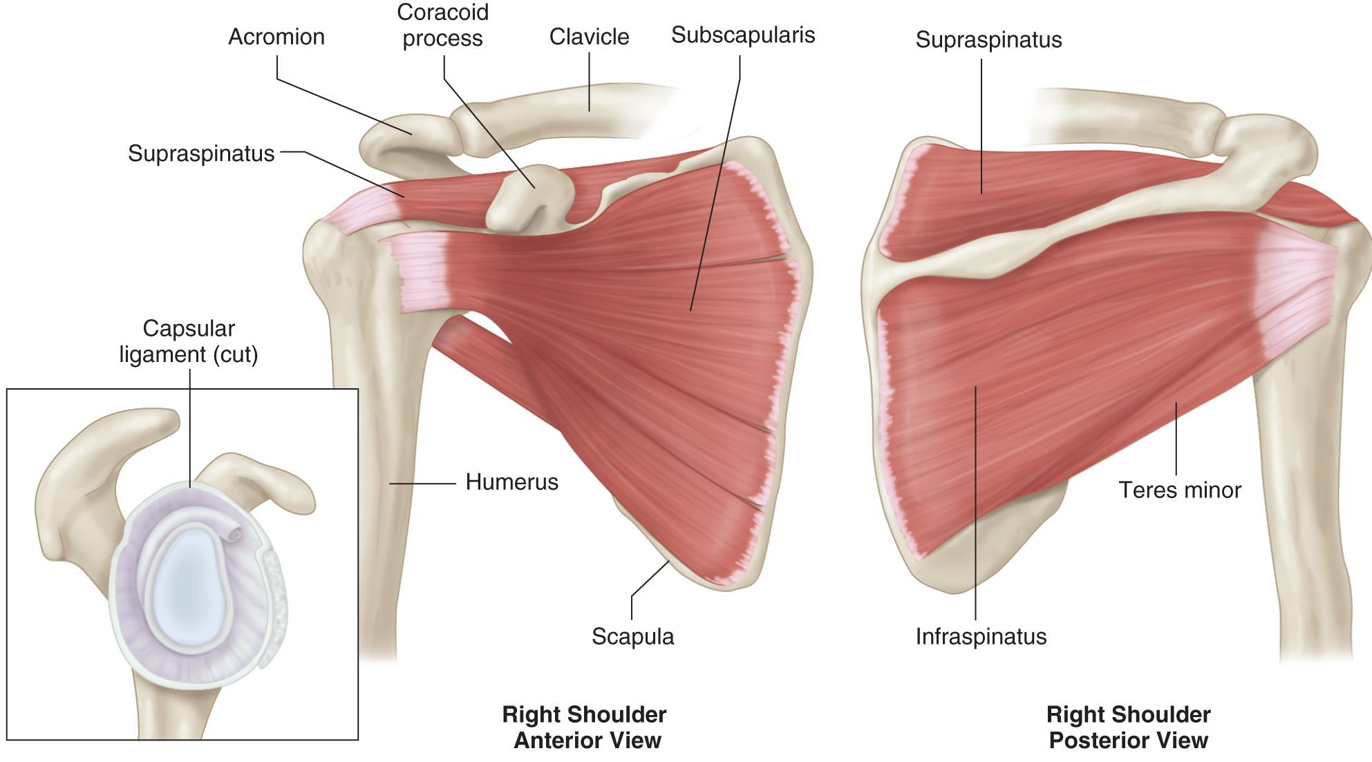 FIG. 24.2, Illustration of Rotator Cuff Anatomy.