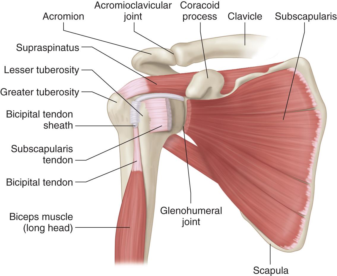 FIG. 24.3, Illustration of the Long Head Biceps Tendon in the Rotator Interval and in the Bicipital Groove.