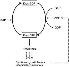 Figure 12.1, The Kras GTPase Cycle Showing Cycling between GDP-Bound and GTP-Bound Kras, Catalyzed by a GAP (GTPase activating proteins) and a GEF (Guanine nucleotide exchange factor).