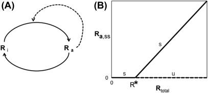 Figure 12.2, (A) A positive feedback loop (dashed curve) coupled with the R i – R a cycle. This loop means that the rate of production of R a is a function of R a as well as R i . ( R a = active Ras, R i = inactive Ras); (B) The steady state of R a ( R a,ss ) as a function of R total (= R i + R a ) for the case when the kinetics of the forward and reverse reactions is mass action (see Ref. [21] for more details).