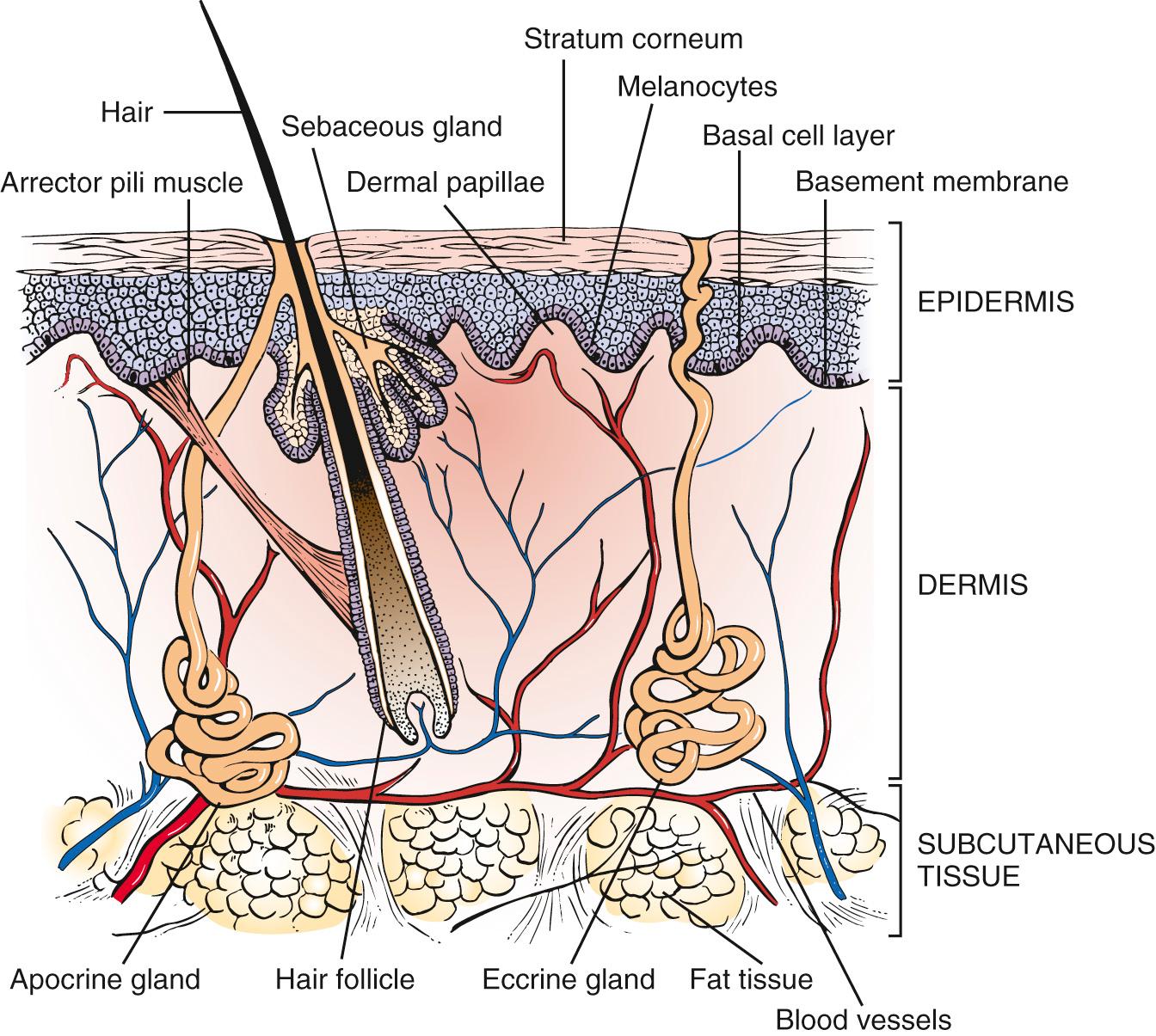 Fig. 8.1, Cross Section Through the Skin, Illustrating the Structures in the Epidermis and Subcutaneous Tissues.