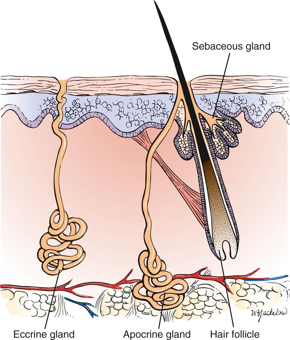 Fig. 8.2, Types of Sweat Glands.