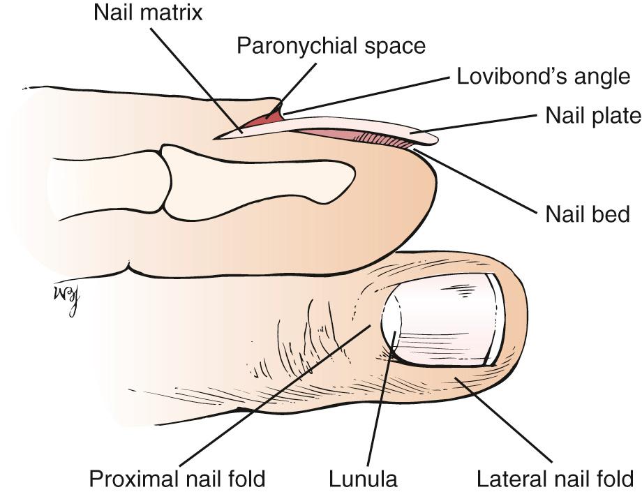 Fig. 8.3, Structural Relations of the Nail: Cross Section and From Above.