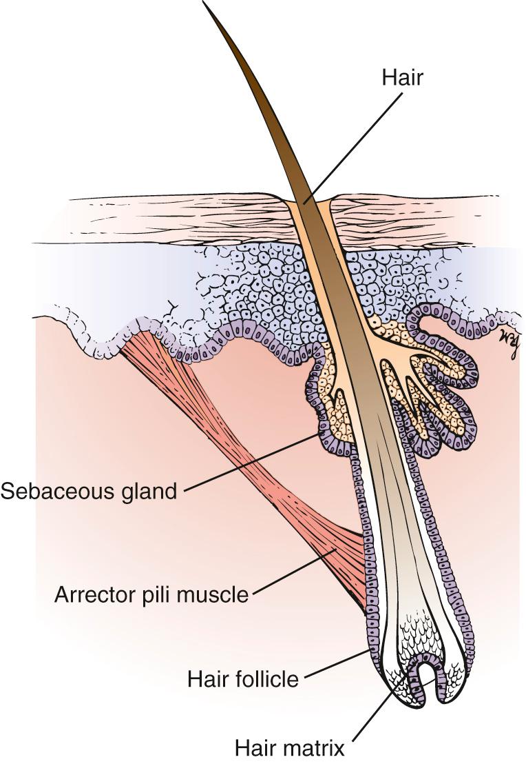 Fig. 8.4, The Hair Follicle and Its Surrounding Structures.