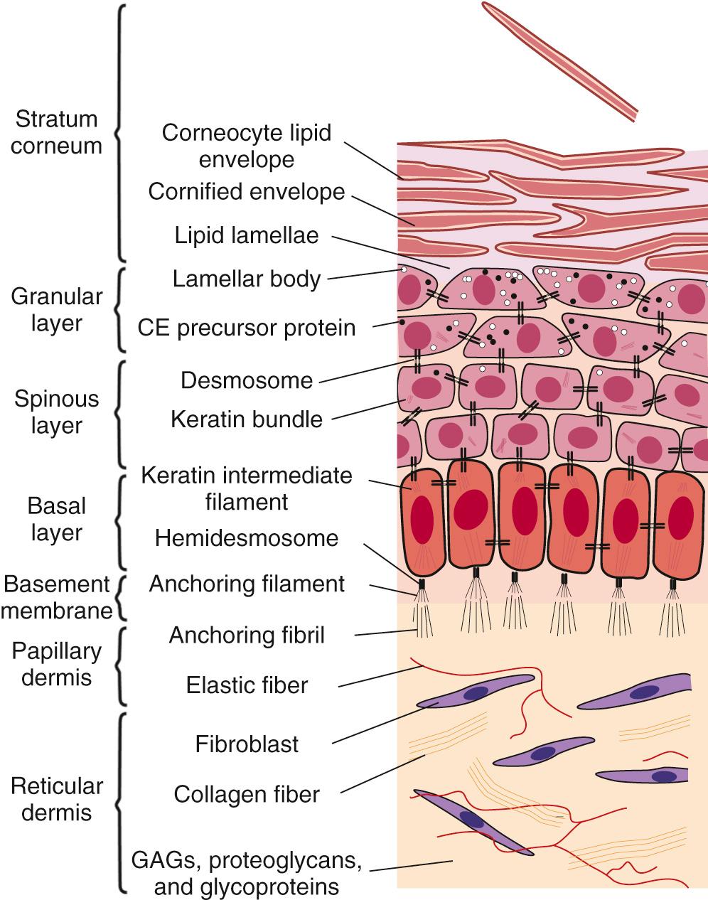 Fig. 94.1, Structure of skin. The normal term infant's skin is composed of three separate layers: dermis, basement membrane, and epidermis. The epidermis can be subdivided into four further strata (basal, spinous, granular, corneum), each representing a specific stage in terminal differentiation.