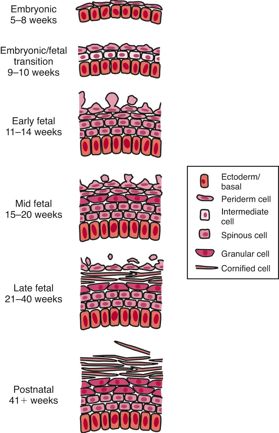 Fig. 94.2, Schematic diagram of the six key stages of epidermal differentiation and development. The epidermis develops from a single layer of undifferentiated ectoderm (5-8 weeks) to a multilayered, stratified, differentiated epithelium with a competent epidermal barrier (40 weeks). The periderm undergoes intense proliferation (11-14 weeks) and forms characteristic blebs and microvilli thought to be functionally important. Regression and disaggregation of the periderm occur concomitant with formation of the vernix caseosa (not shown).