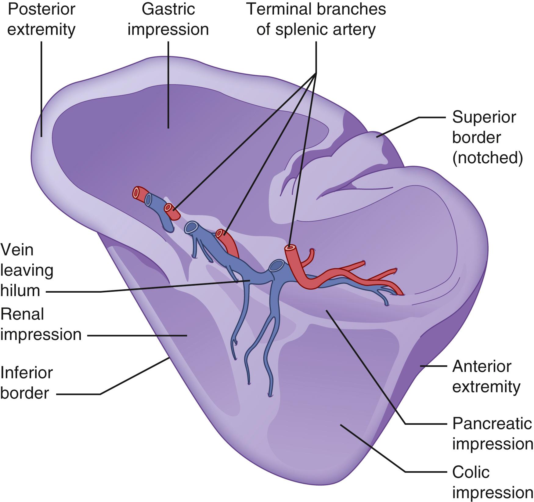 Fig. 57.1, The spleen and its visceral surface relationships.