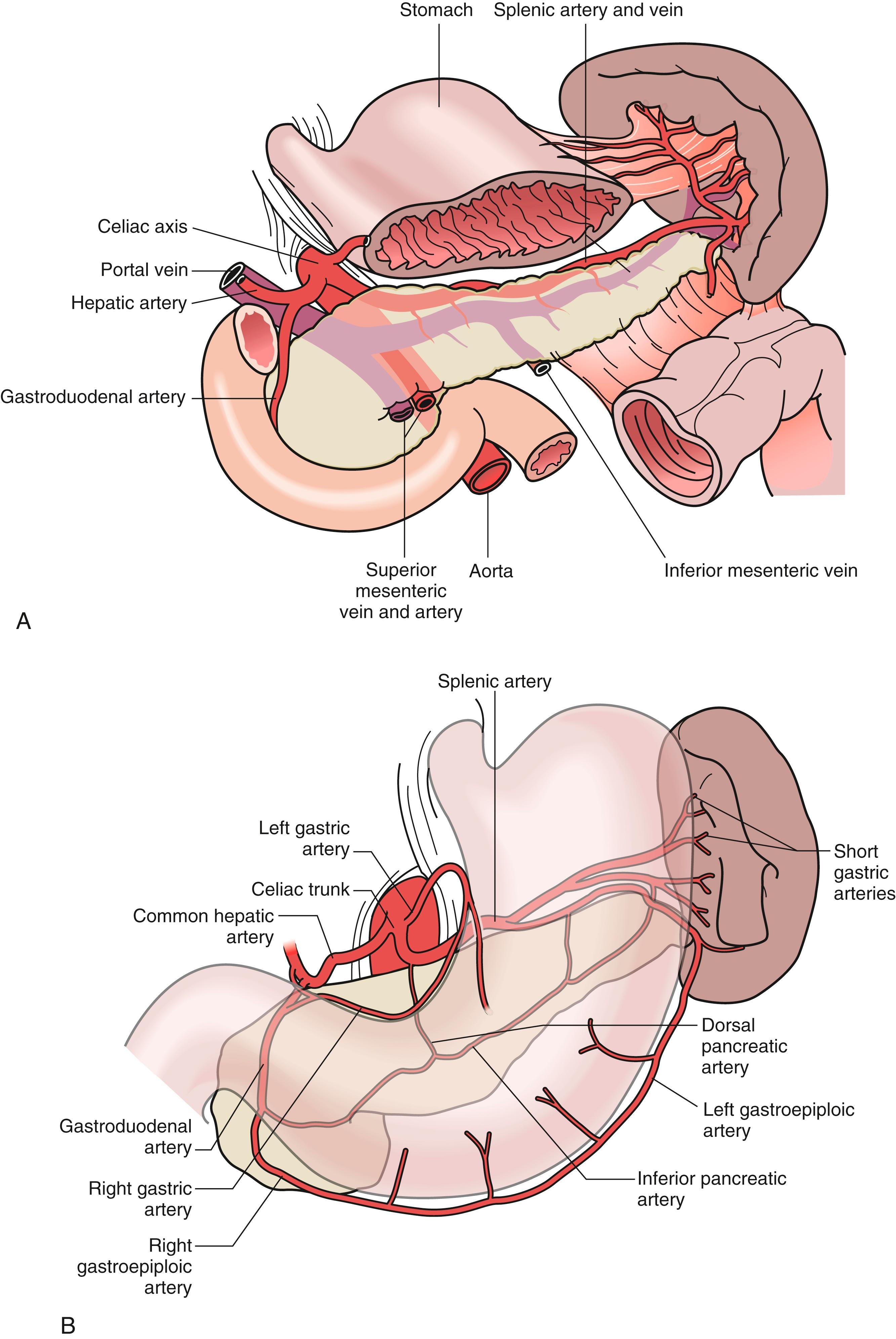 Fig. 57.3, Anatomic relationships of the splenic vasculature. The magistral type of splenic artery anatomy (A) occurs in 30% of individuals. The more common distributed type of anatomy (B) occurs in 70% of individuals.