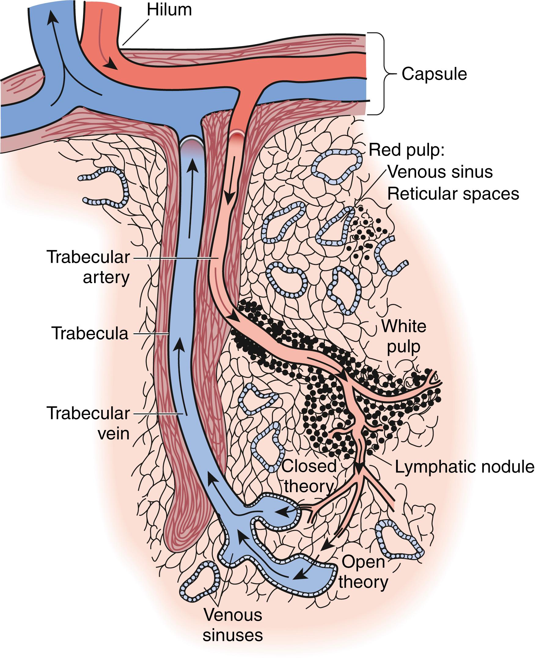 Fig. 57.4, Structure of the sinusoidal spleen showing the open and closed blood flow routes.