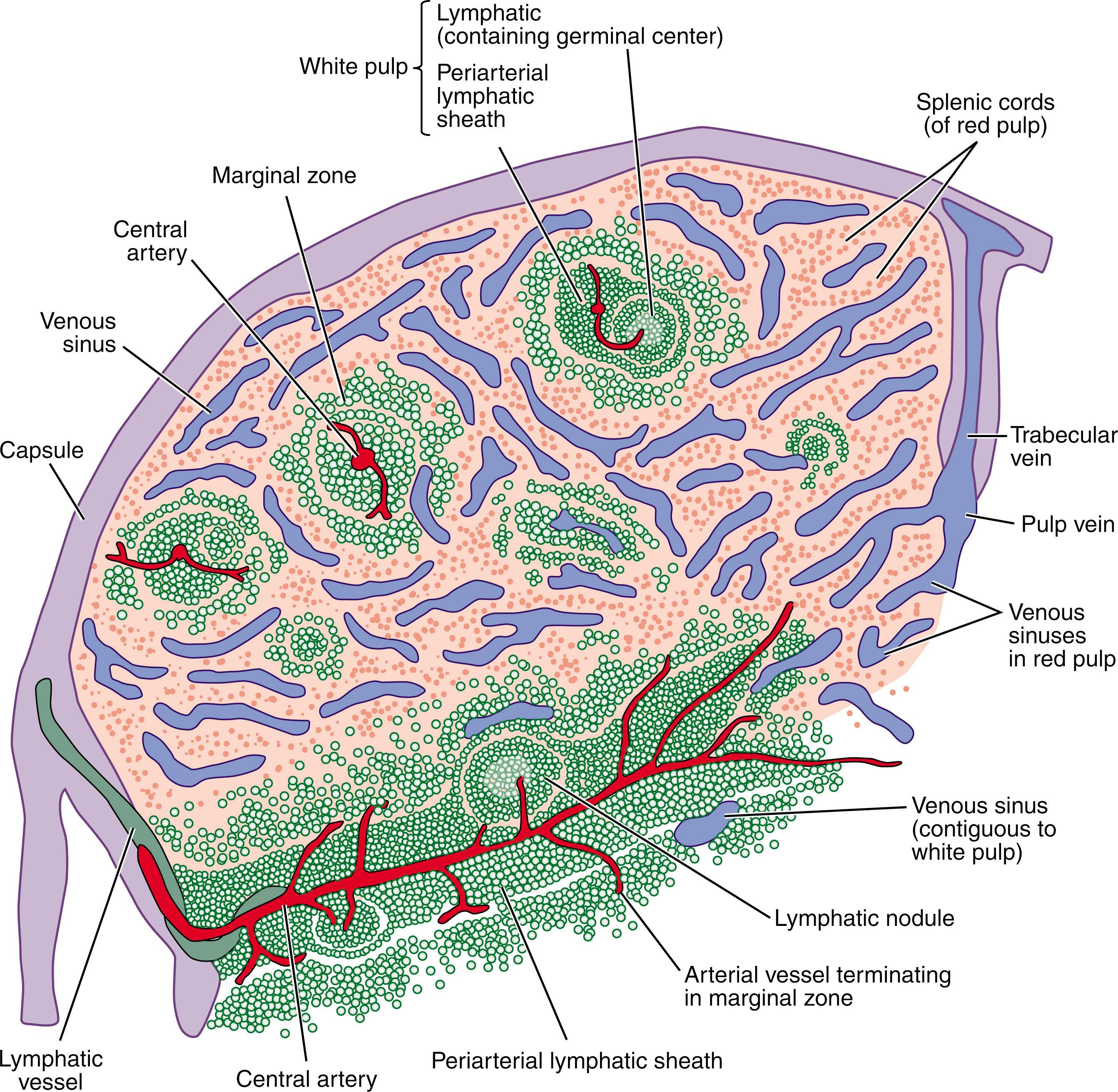 Figure 156.1, ORGANIZATION OF THE HUMAN SPLEEN PRESENTED SCHEMATICALLY.