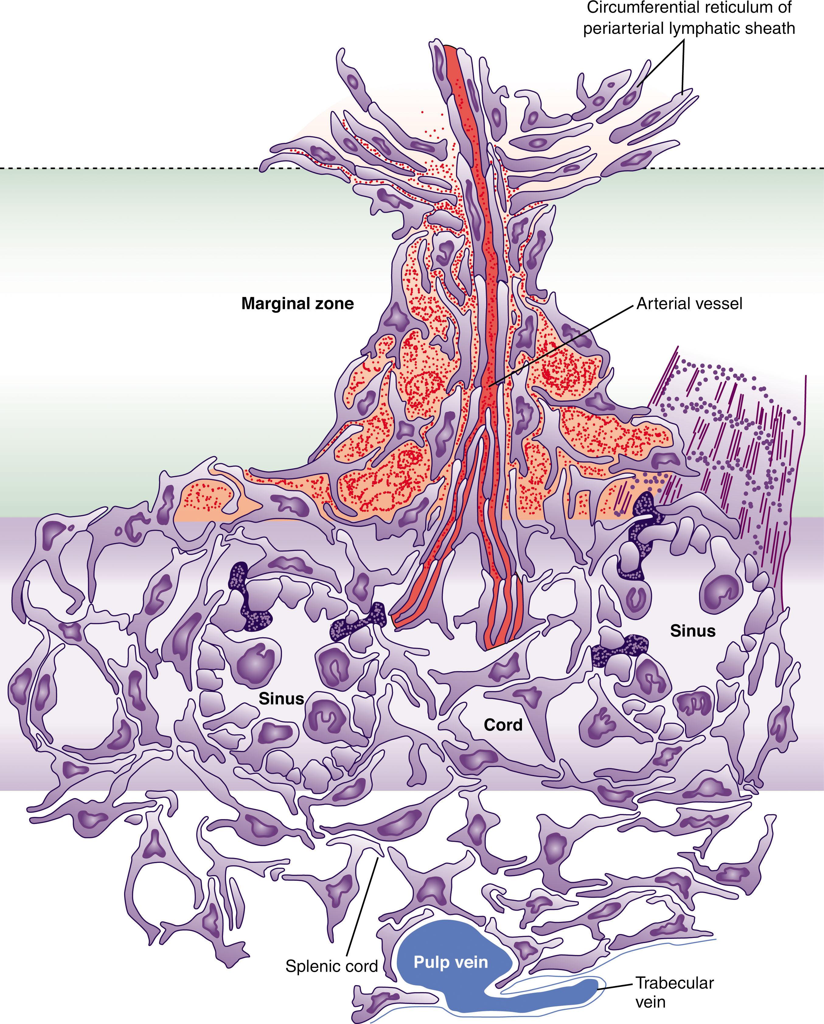 Figure 156.2, DIAGRAM OF THE SPLENIC ARTERY.