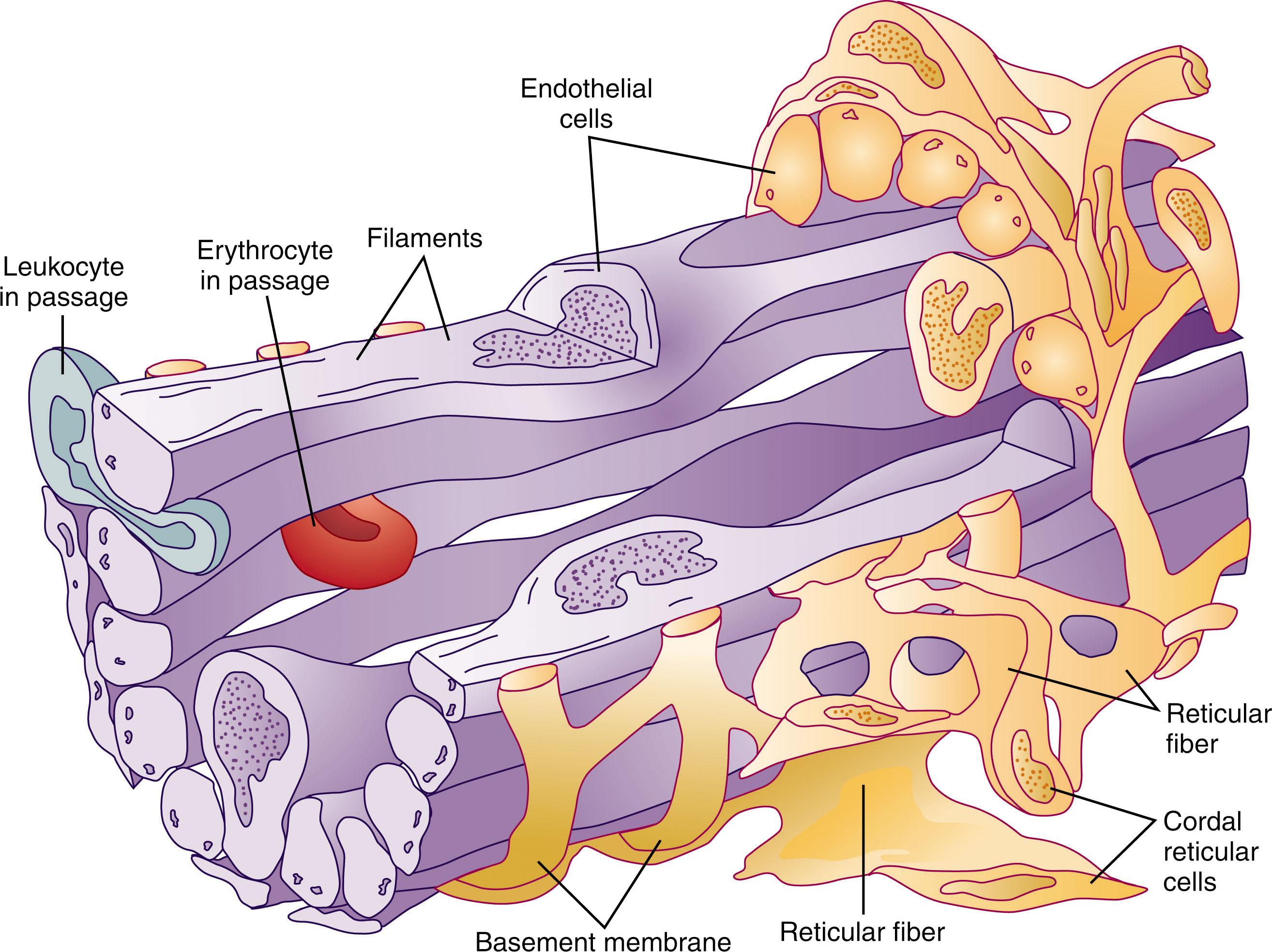 Figure 156.3, ORGANIZATION OF THE SPLENIC SINUSES.