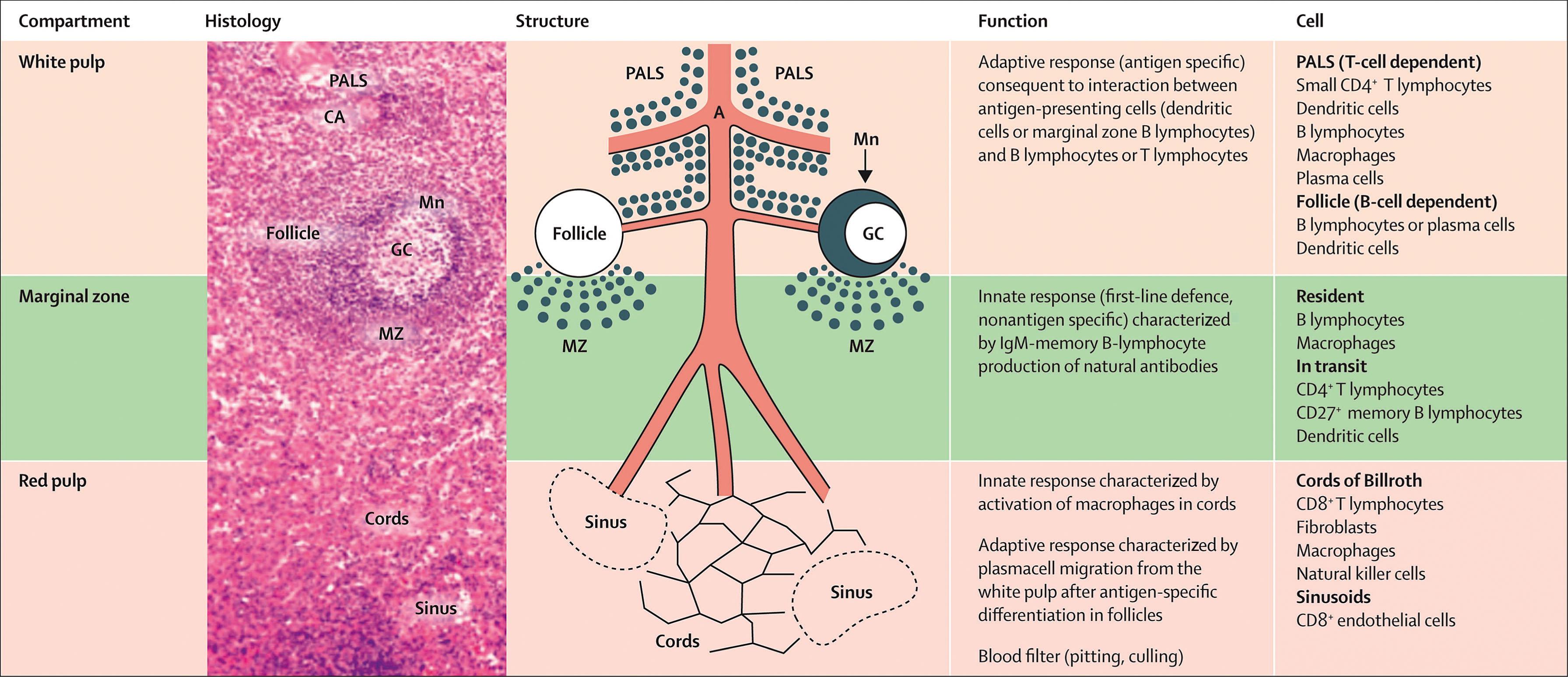 Figure 156.4, STRUCTURE, FUNCTION, AND CELL POPULATIONS OF THE THREE FUNCTIONAL COMPARTMENTS OF THE SPLEEN.