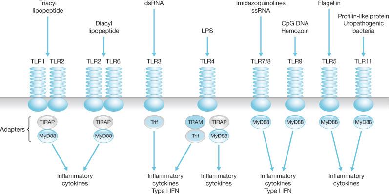 Fig. 19.1, Toll-like receptor signaling. Toll-like receptors (TLR) are membrane-associated receptors that recognize microbial products and endogenous products released during tissue injury, allowing the host to recognize the presence of microbes or tissue injury. TLR activation initiates intracellular signaling pathways that facilitate transcription of pro-inflammatory gene products .