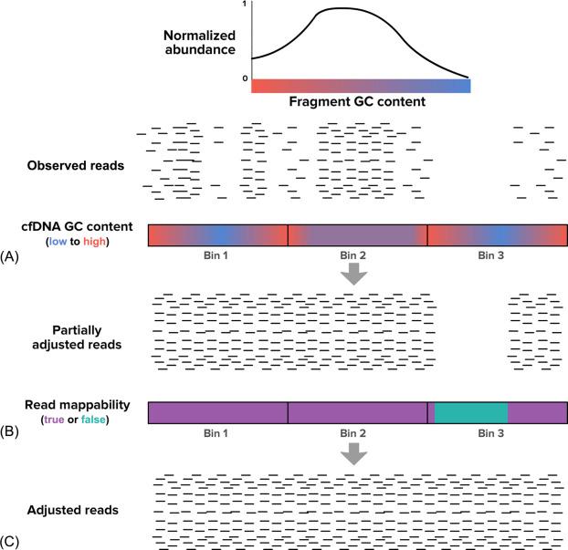 Fig. 3, Correcting for GC and mappability biases. (A) Despite an expectation of uniform coverage, sequenced cfDNA fragments map with nonuniform density ( bottom ), driven in part by GC bias ( top ). (B) Correction for GC bias involves scaling the observed reads by a correction factor derived from the aggregate GC bias plot (show in A, top ); e.g., in red-shaded regions with low GC content and normalized abundance near 50%, each observed read is scaled by 2 (i.e., 1/0.5). (C) Some residual coverage gaps after GC-bias correction stem from mappability, where “mappable” positions are those where fragments align uniquely. Scaling a bin's reads by the reciprocal of mappability increase the uniformity of coverage.