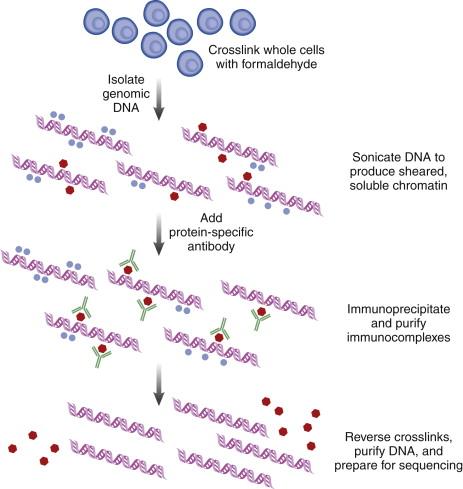 Figure 23-5, Basic principles of chromatin immunoprecipitation (ChIP)