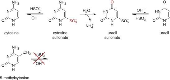 Figure 23-4, Chemical conversion of unmethylated cytosine residues by bisulfite