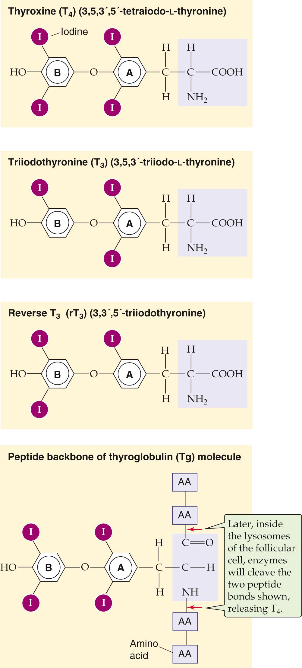 Figure 49-2, Structure of T 4 , T 3 , and rT 3 . T 4 , T 3 , and rT 3 all are products of the coupling of two iodinated tyrosine derivatives. Only T 4 and T 3 are biologically active, and T 3 is far more active than T 4 because of a higher affinity for thyroid hormone receptors. rT 3 forms as an iodine is removed from the inner benzyl ring of T 4 (labeled “A”); rT 3 is present in approximately equal molar amounts with T 3 . However, rT 3 is essentially devoid of biological activity. As shown in the bottom panel, T 4 is part of the peptide backbone of the thyroglobulin molecule, as are T 3 and rT 3 . Cleavage of the two indicated peptide bonds would release T 4 .