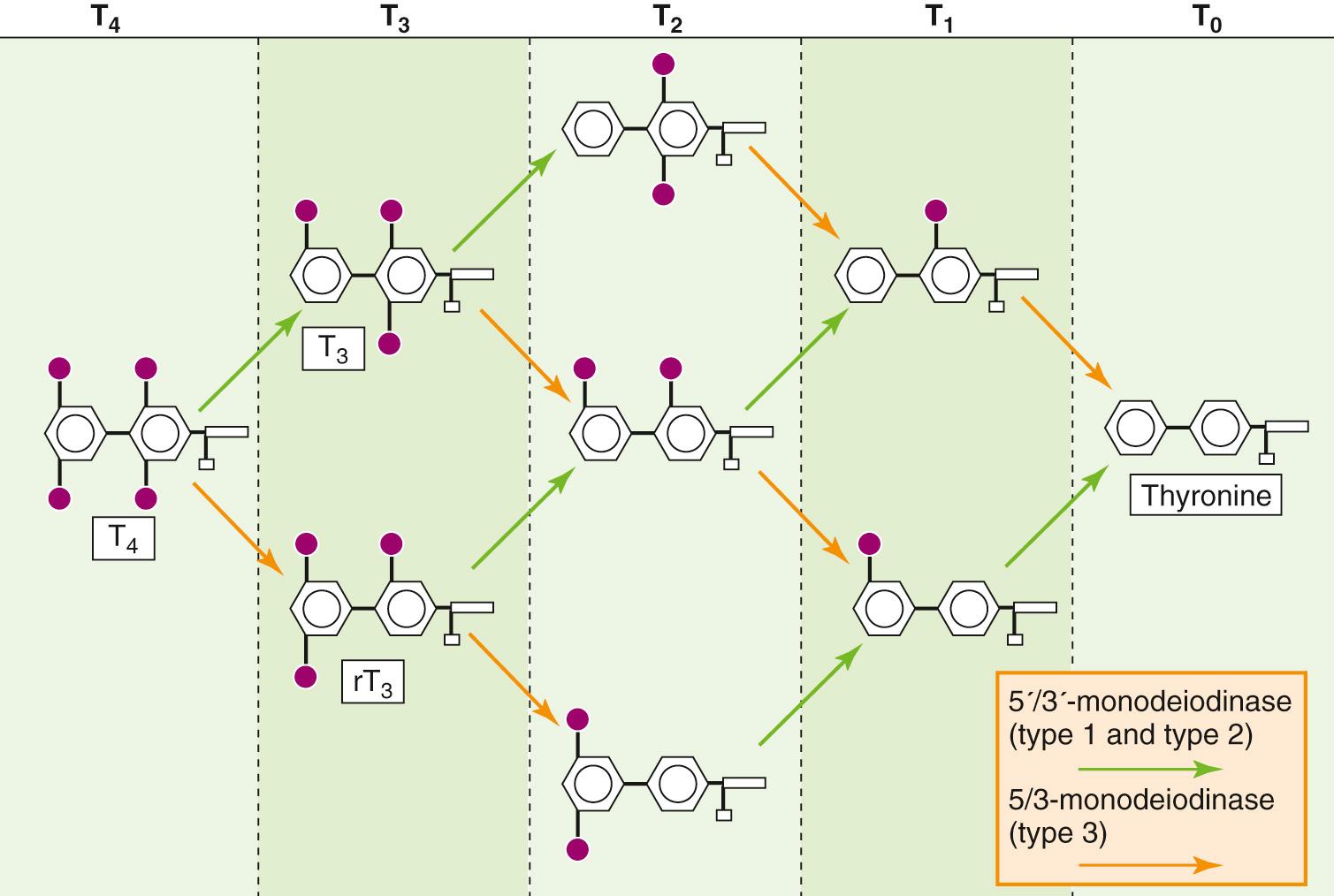 Figure 49-4, Peripheral metabolism of T 4 . The 5′/3′-monodeiodinases (type 1 and type 2; green arrows ) remove I from the outer benzyl ring, whereas the 5/3-monodeiodinase (type 3; orange arrows ) removes I from the inner benzyl ring. Thus, the action of the 5′/3′-monodeiodinases on T 4 yields T 3 , whereas the action of the 5/3-monodeiodinase yields rT 3 . Sequential deiodination yields T 0 (thyronine).