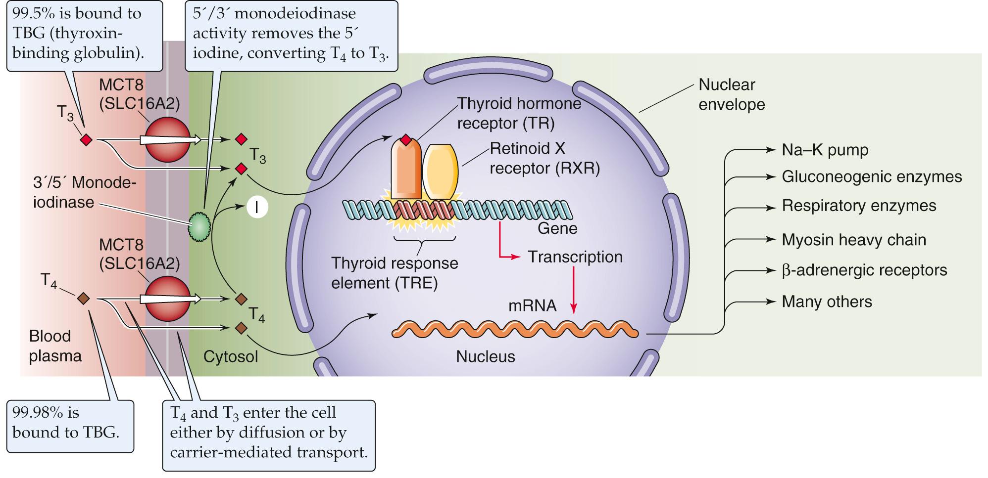 Figure 49-5, Action of thyroid hormones on target cells. Free extracellular T 4 and T 3 enter the target cell via facilitated diffusion. Once T 4 is inside the cell, a cytoplasmic 5′/3′-monodeiodinase converts much of the T 4 to T 3 , so that the cytoplasmic levels of T 4 and T 3 are about equal. T 3 or T 4 activates thyroid hormone receptors—already bound to nuclear DNA at thyroid response elements in the promoter region of certain genes—and thereby regulates the transcription of these genes. Of the total thyroid hormone bound to receptor, ~90% is T 3 . The receptor that binds to the DNA is preferentially a heterodimer of the thyroid hormone receptor and retinoid X receptor. MCT8, monocarboxylate transporter 8.