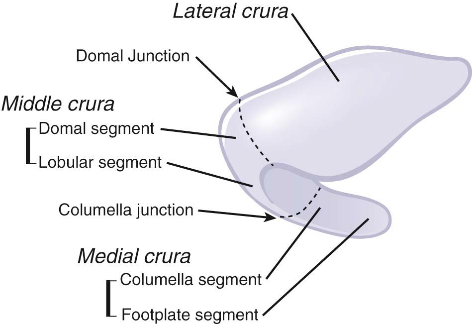 Figure 25-2, Anatomy of the lower lateral cartilage.