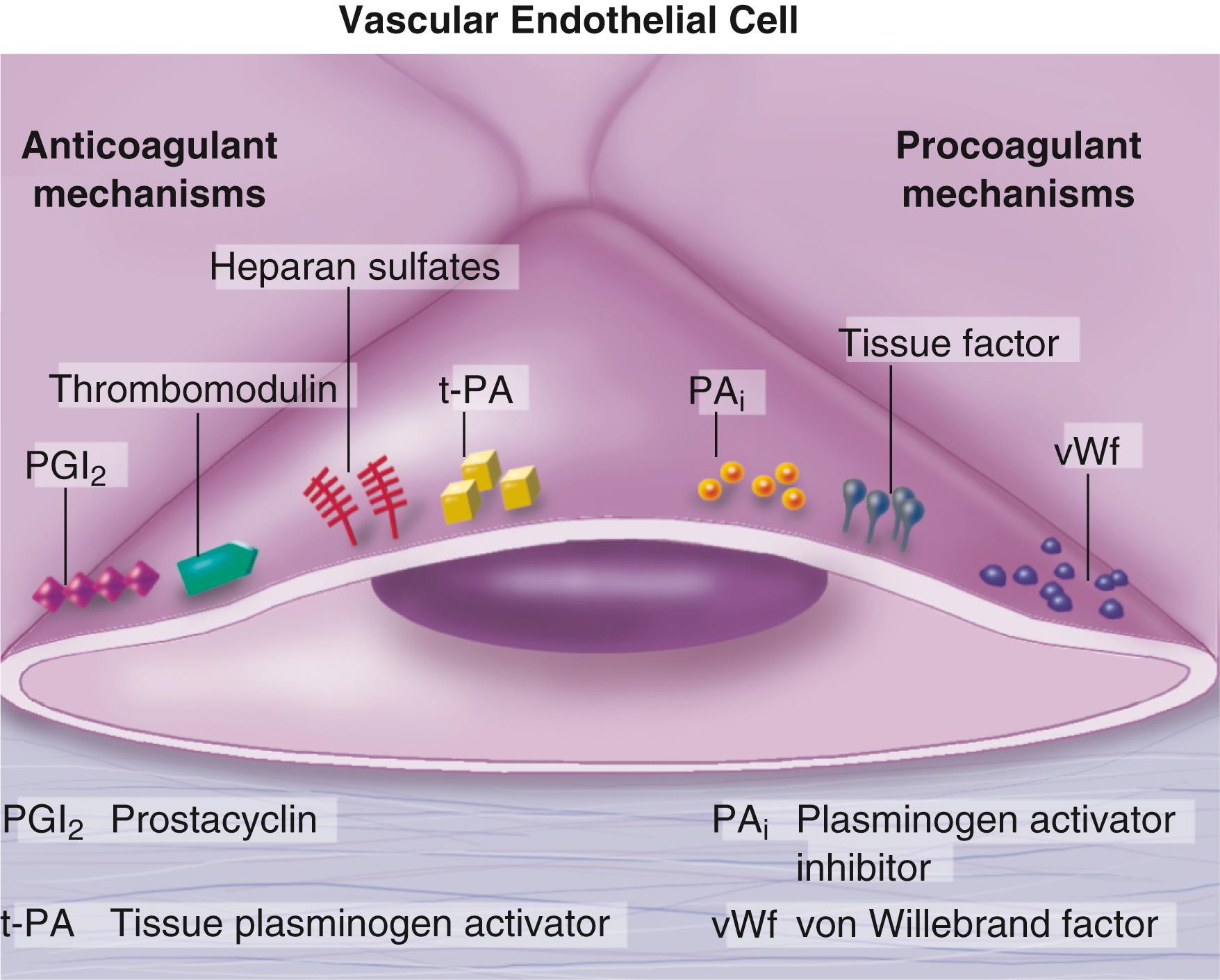 FIGURE 24.2, The endothelial thrombotic balance. This diagram depicts the anticoagulant profibrinolytic functions of the endothelial cell ( left ) and certain procoagulant and antifibrinolytic functions ( right ).