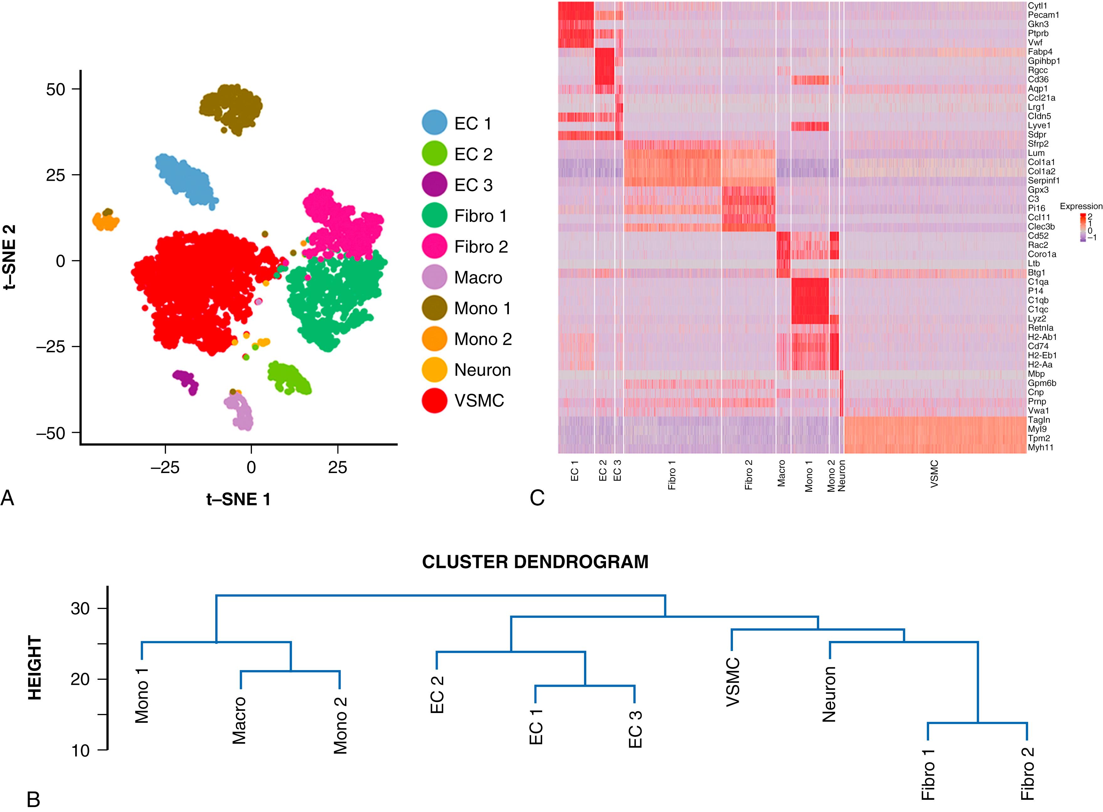 FIGURE 24.3, Subpopulations within cell types identified from single-cell RNA-sequencing. A, T-Distributed Stochastic Neighbor Embedding (t-SNE) demonstrating 10 clusters identified as comprising the aorta. B, Dendrogram summarizing similarity between aortic cell subpopulations. C, Heat map identifying markers of each cellular subpopulation. EC, endothelial cells; Fibro, fibroblasts; Macro, macrophages; Mono, monocytes; and VSMC, vascular smooth muscle cells.