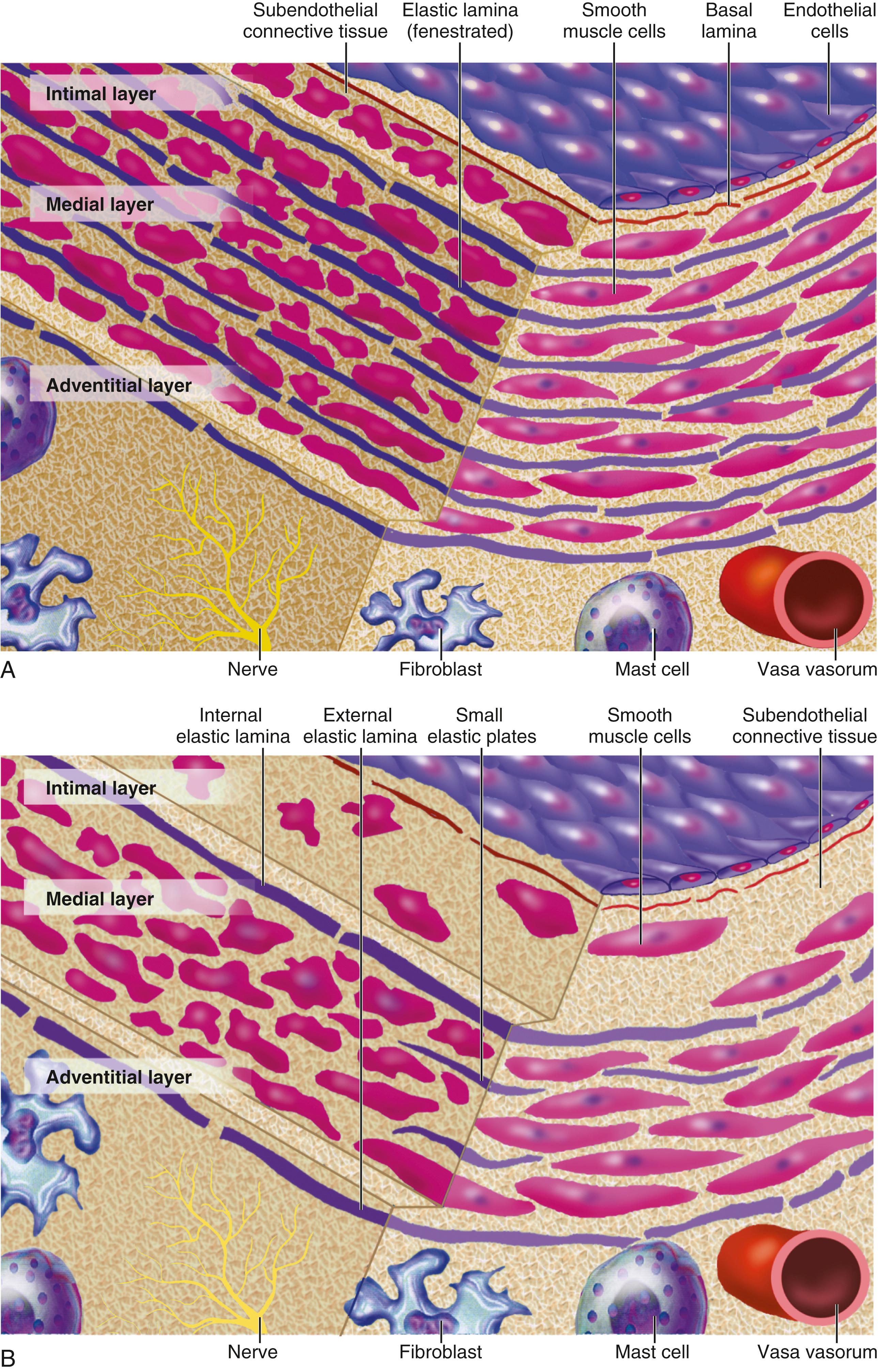 FIGURE 24.4, The structures of normal arteries. A, Elastic artery. Note the concentric laminae of elastic tissue that form sandwiches with successive layers of smooth muscle cells (SMCs). Each level of the elastic arterial tree has a characteristic number of elastic laminae. B, Muscular artery. In the muscular artery, a collagenous matrix surrounds the SMCs, but the architecture lacks the concentric rings of the well-organized elastic tissue characteristic of larger arteries.