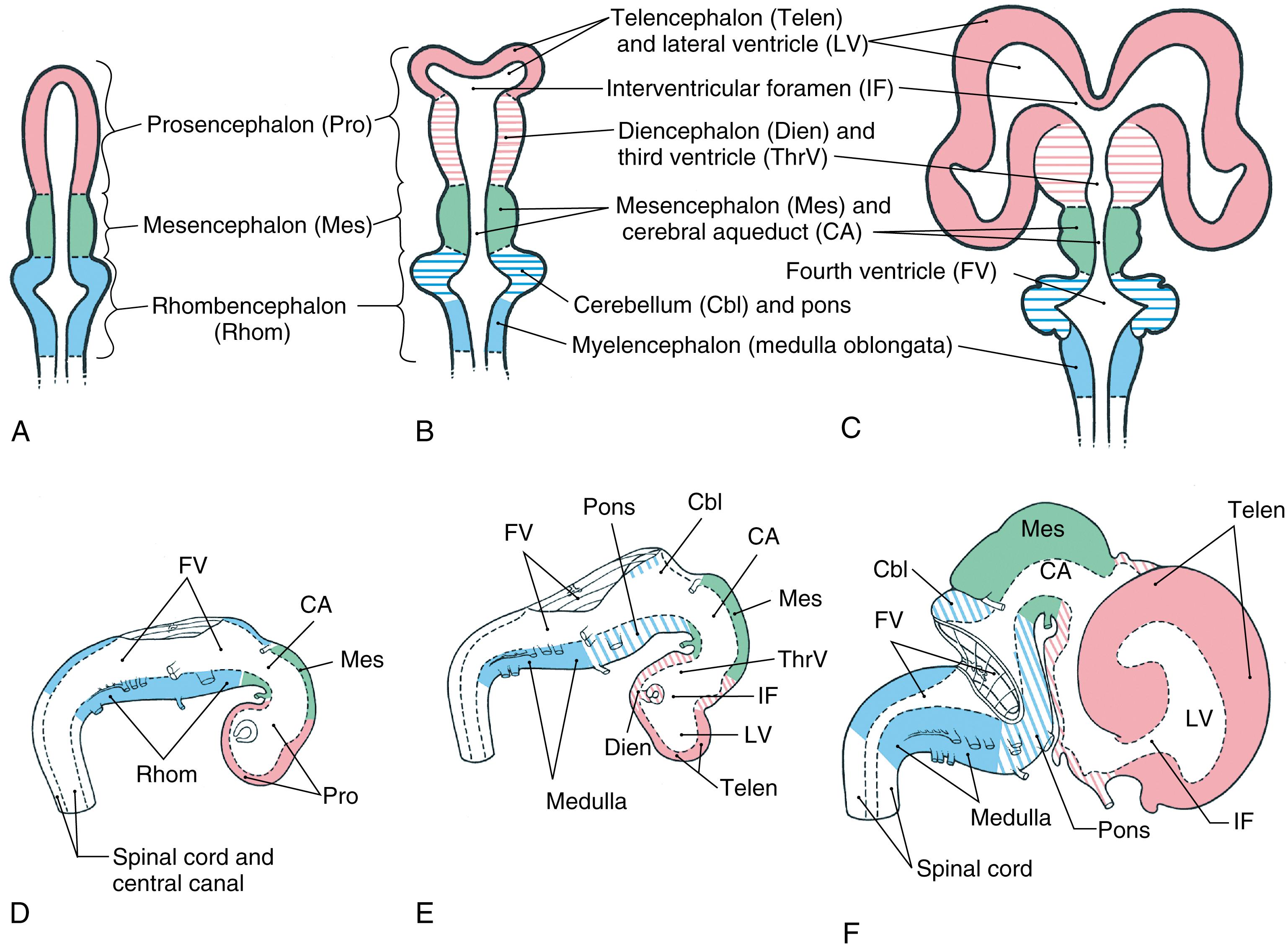 Fig. 6.1, The early development of the brain and ventricular system, showing how brain growth and the configuration of the ventricles interrelate. Diagrammatic dorsal views ( A-C ) correlate in general with lateral views ( D-F ) at about 5 weeks ( D ), 6 weeks ( E ), and 8.5 weeks ( F ) of gestation. The outlines of the ventricles are shown in D to F as dashed lines.