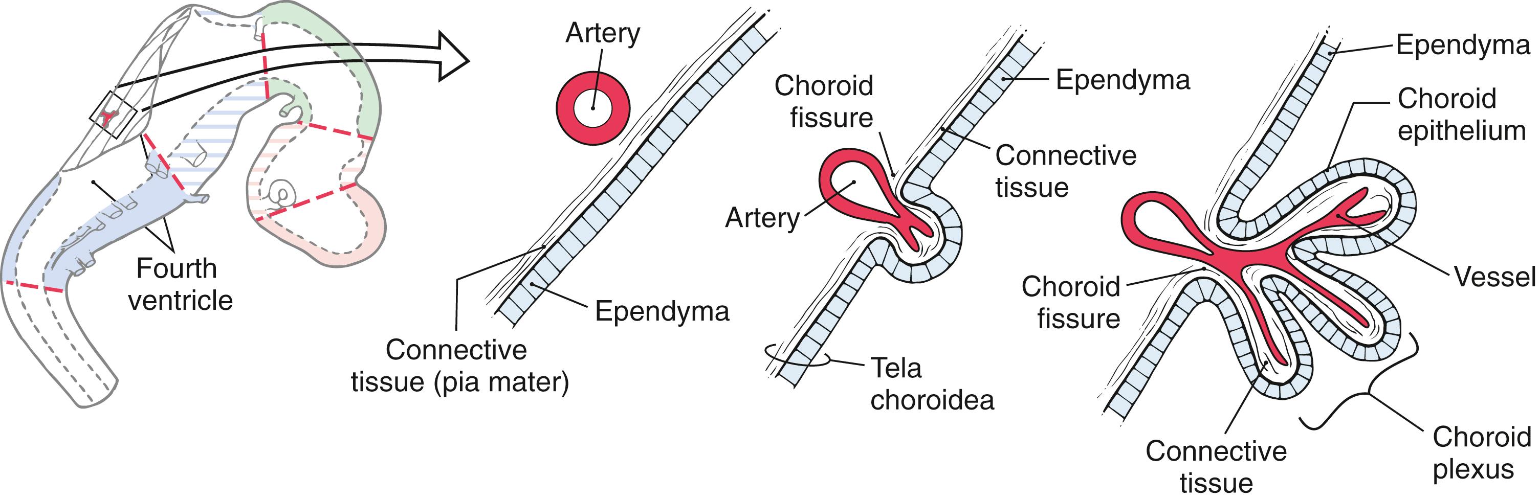 Fig. 6.3, Development of the choroid plexus.