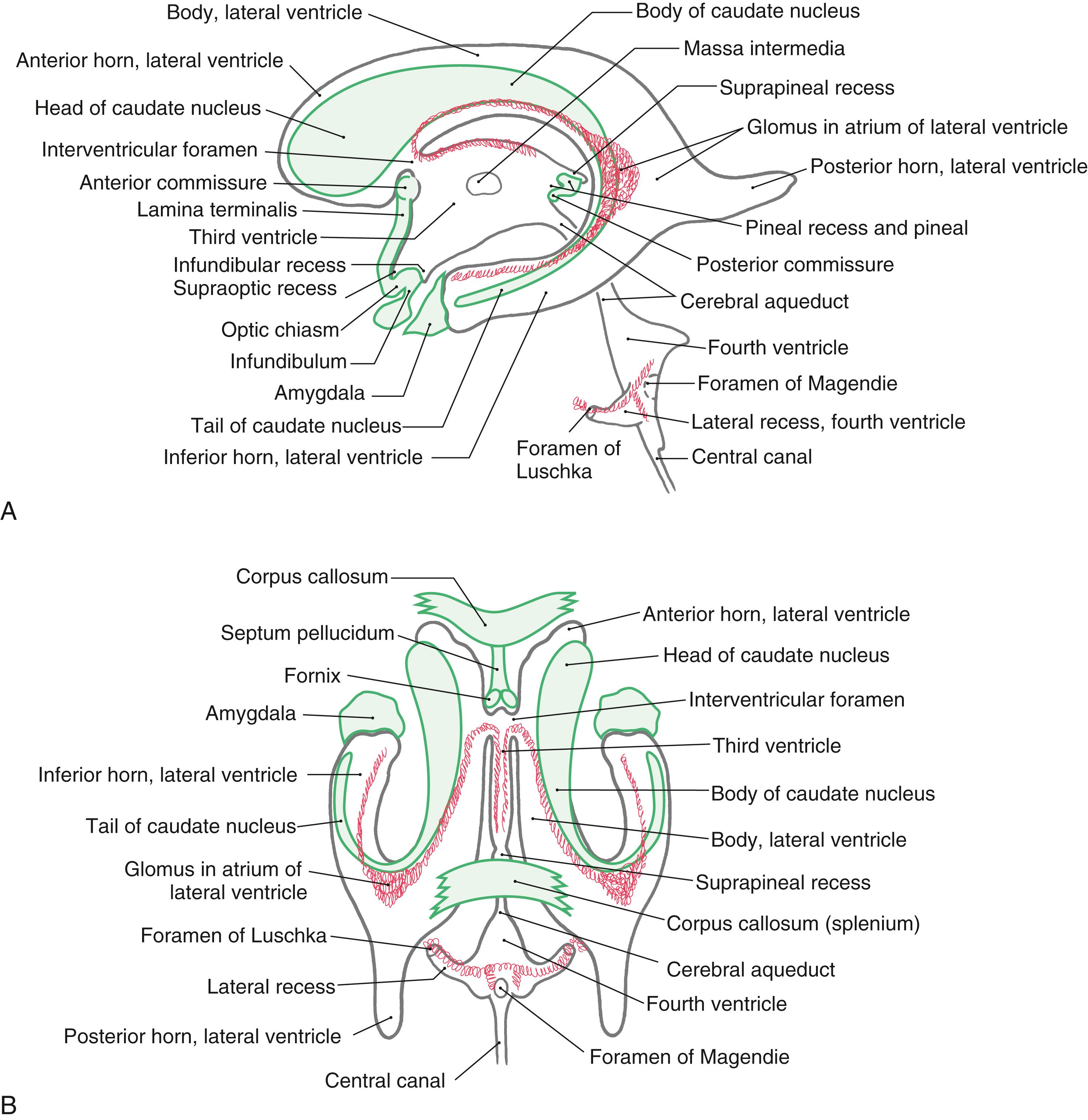 Fig. 6.4, Lateral ( A ) and posterior (dorsal) ( B ) views of the lateral, third, and fourth ventricles and the cerebral aqueduct. Structures that border on the various parts of the ventricular system are shown in green; the choroid plexus is shown in red.