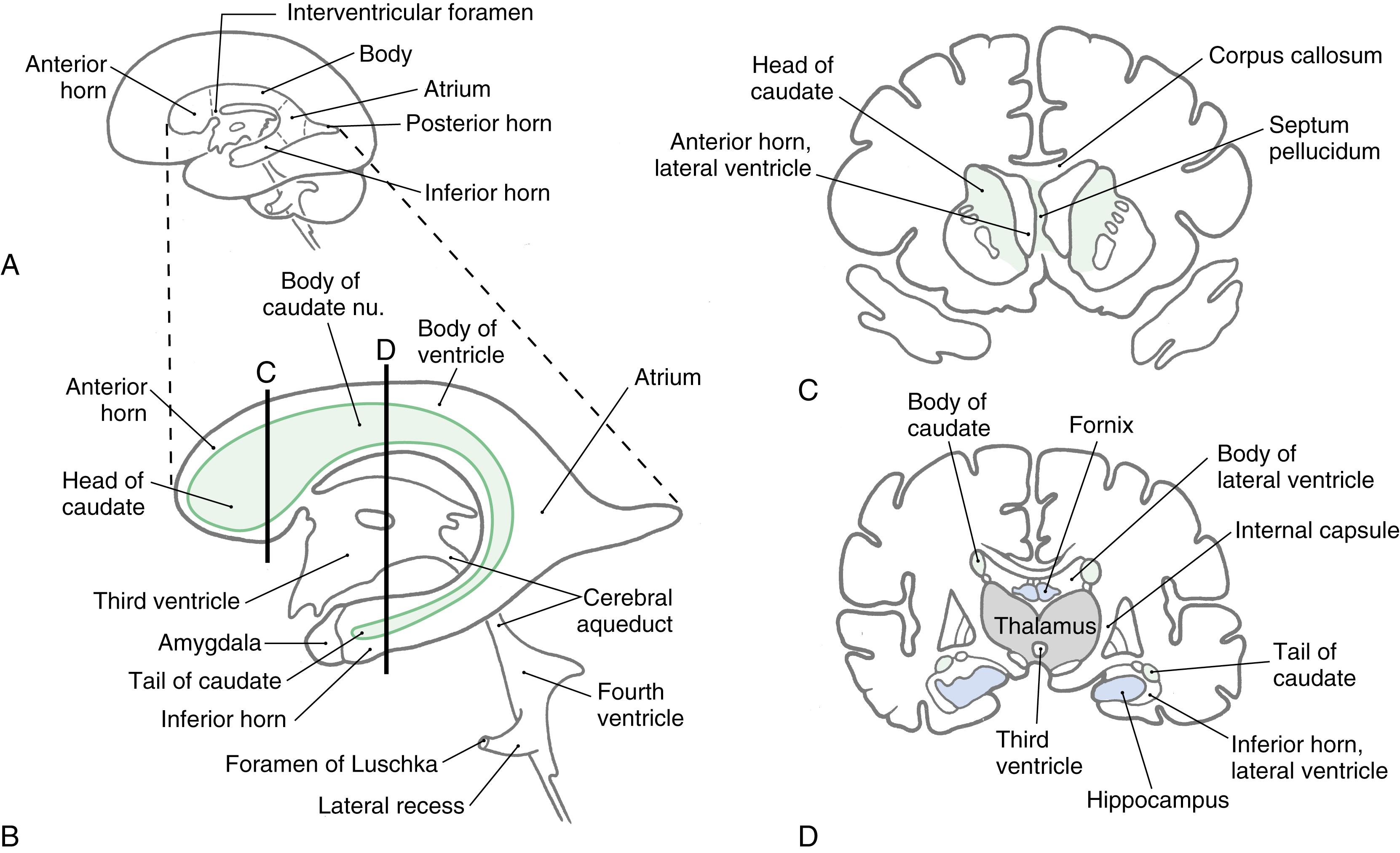 Fig. 6.6, Lateral views of the ventricles ( A and B ) and representative cross sections ( C and D, details from B ) showing the lateral and third ventricles and the major structures that border on these spaces.