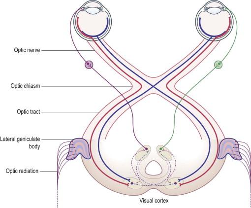 Figure 35.2, Schematic illustration of the human visual pathways.